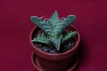 Load image into Gallery viewer, Faucaria Tuberculosa Tiger Jaws Succulent
