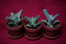 Load image into Gallery viewer, Faucaria Tuberculosa Tiger Jaws Succulent
