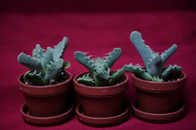 Load image into Gallery viewer, Faucaria Tuberculosa Tiger Jaws Succulent
