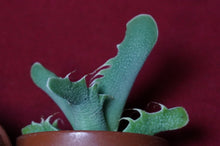 Load image into Gallery viewer, Faucaria Tuberculosa Tiger Jaws Succulent

