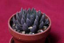 Load image into Gallery viewer, Sinocrassula Yunnanensis Black Sea Urchin Succulent
