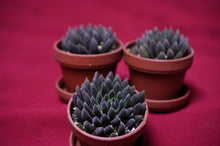 Load image into Gallery viewer, Sinocrassula Yunnanensis Black Sea Urchin Succulent
