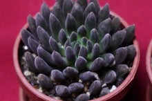 Load image into Gallery viewer, Sinocrassula Yunnanensis Black Sea Urchin Succulent
