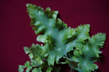Load image into Gallery viewer, Phlebodium Aureum 'Davana' Footed Fern 4" Pot
