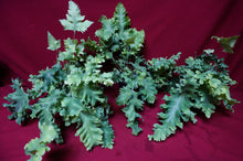 Load image into Gallery viewer, Phlebodium Aureum 'Davana' Footed Fern 4" Pot
