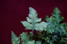 Load image into Gallery viewer, Phlebodium Aureum 'Davana' Footed Fern 4" Pot

