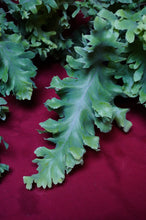 Load image into Gallery viewer, Phlebodium Aureum 'Davana' Footed Fern 4" Pot
