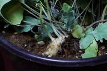 Load image into Gallery viewer, Phlebodium Aureum 'Davana' Footed Fern 4" Pot
