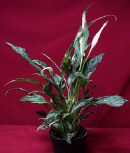 Load image into Gallery viewer, Variegated Peace Lily Spathiphyllum Domino 4" Pot
