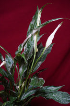Load image into Gallery viewer, Variegated Peace Lily Spathiphyllum Domino 4" Pot
