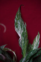 Load image into Gallery viewer, Variegated Peace Lily Spathiphyllum Domino 4" Pot
