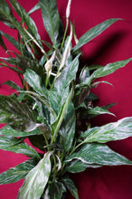 Load image into Gallery viewer, Variegated Peace Lily Spathiphyllum Domino 4" Pot
