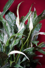 Load image into Gallery viewer, Variegated Peace Lily Spathiphyllum Domino 4" Pot
