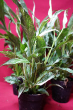Load image into Gallery viewer, Variegated Peace Lily Spathiphyllum Domino 4" Pot
