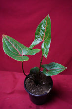 Load image into Gallery viewer, Cyrtosperma Johnstonii 4" Pot
