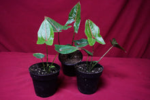 Load image into Gallery viewer, Cyrtosperma Johnstonii 4" Pot
