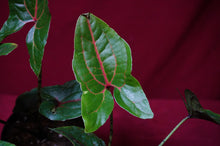 Load image into Gallery viewer, Cyrtosperma Johnstonii 4" Pot
