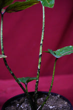 Load image into Gallery viewer, Cyrtosperma Johnstonii 4" Pot
