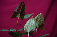 Load image into Gallery viewer, Cyrtosperma Johnstonii 4" Pot
