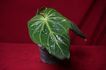 Load image into Gallery viewer, Anthurium Magnificum "A" Exact Plant 6" Pot
