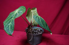 Load image into Gallery viewer, Anthurium Magnificum "A" Exact Plant 6" Pot
