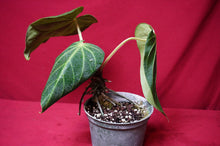Load image into Gallery viewer, Anthurium Magnificum "A" Exact Plant 6" Pot
