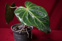 Load image into Gallery viewer, Anthurium Magnificum "A" Exact Plant 6" Pot
