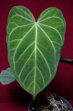 Load image into Gallery viewer, Anthurium Magnificum "B" Exact Plant 6" Pot
