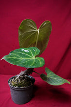 Load image into Gallery viewer, Anthurium Magnificum "B" Exact Plant 6" Pot
