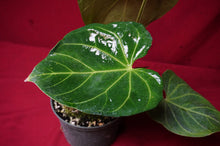 Load image into Gallery viewer, Anthurium Magnificum "B" Exact Plant 6" Pot
