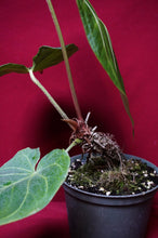 Load image into Gallery viewer, Anthurium Magnificum "B" Exact Plant 6" Pot
