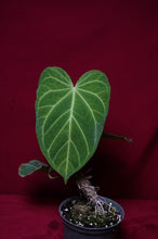 Load image into Gallery viewer, Anthurium Magnificum "B" Exact Plant 6" Pot
