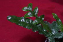 Load image into Gallery viewer, Drynaria Species New Guinea Mini
