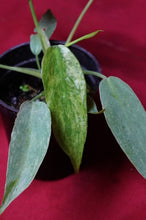 Load image into Gallery viewer, Philodendron Golden Dragon 2" Pot
