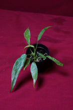 Load image into Gallery viewer, Philodendron Golden Dragon 2" Pot

