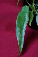 Load image into Gallery viewer, Philodendron Golden Dragon 2" Pot
