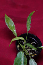 Load image into Gallery viewer, Philodendron Golden Dragon 2" Pot
