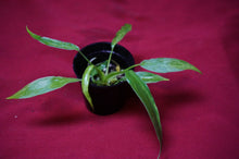 Load image into Gallery viewer, Philodendron Golden Dragon 2" Pot
