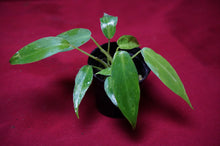 Load image into Gallery viewer, Philodendron Golden Dragon 2" Pot
