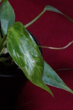 Load image into Gallery viewer, Philodendron Golden Dragon 2" Pot
