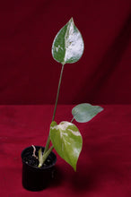 Load image into Gallery viewer, Monstera Bulbasaur Exact Plant #1    2" Pot
