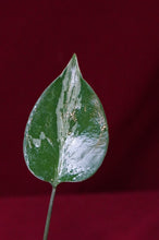 Load image into Gallery viewer, Monstera Bulbasaur Exact Plant #1    2" Pot
