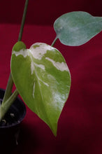 Load image into Gallery viewer, Monstera Bulbasaur Exact Plant #1    2" Pot
