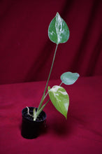 Load image into Gallery viewer, Monstera Bulbasaur Exact Plant #1    2" Pot
