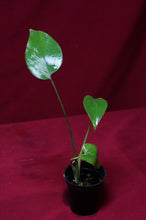 Load image into Gallery viewer, Monstera Bulbasaur Exact Plant #2   2" Pot
