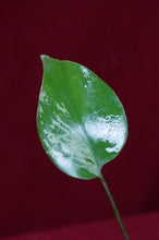 Load image into Gallery viewer, Monstera Bulbasaur Exact Plant #2   2" Pot
