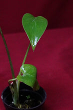 Load image into Gallery viewer, Monstera Bulbasaur Exact Plant #2   2" Pot
