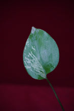 Load image into Gallery viewer, Monstera Bulbasaur Exact Plant #2   2" Pot
