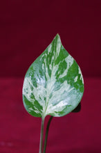 Load image into Gallery viewer, Monstera Bulbasaur Exact Plant #3   2" Pot
