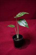Load image into Gallery viewer, Monstera Bulbasaur Exact Plant #3   2" Pot
